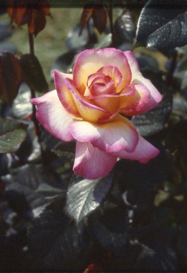 Rosa del Parco di Monza